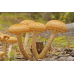 Мицелий Опенка осеннего / Опенок настоящий (Armillaria mellea) Мицелий Опенка осеннего / Опенок настоящий (Armillaria mellea)